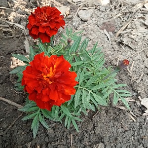 oplus_34