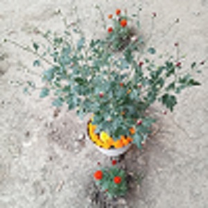 oplus_34