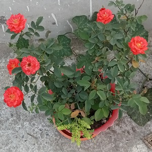 oplus_34