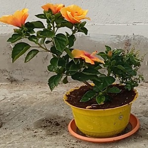 IMG_20251012_195601